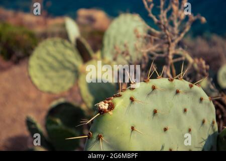 Gros plan du cactus à la poire épineuse qui pousse en Grèce sur la rive. Aiguilles pointues sur les grandes feuilles vertes au soleil couchant. Flore sauvage d'Europe du Sud Banque D'Images