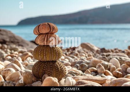 Coquillages colorés d'oursins (squelettes) gros plan sur la plage de galets en pierre sur la mer Égée en Grèce. Épineux, animaux globuleux, échinodermes ronds coques dures Banque D'Images