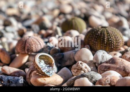 Magnifique perlamuter coquillages et coquillages d'oursin (squelettes) gros plan sur la plage de galets en pierre sur la mer Egée en Grèce. Épineux, animaux globulaire, Banque D'Images