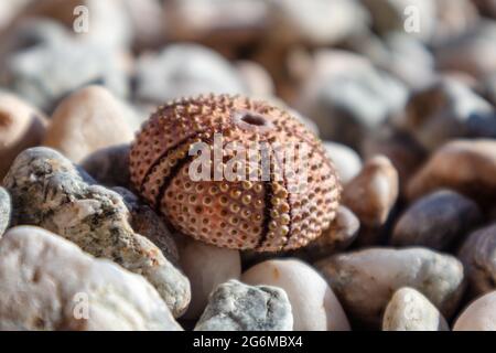 Coquille d'oursin rose (squelette) gros plan sur la plage de galets en pierre sur la mer Méditerranée en Grèce. Épineux, animaux globuleux, échinodermes ronds coques dures Banque D'Images