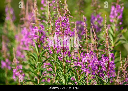 Rosebay Willowherb fleurit à Arnside, Milnthorpe, Cumbria, Royaume-Uni Banque D'Images