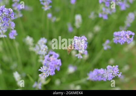 Gros plan d'une abeille sur un jardin d'inflorescence de lavande, foyer sélectif. Banque D'Images
