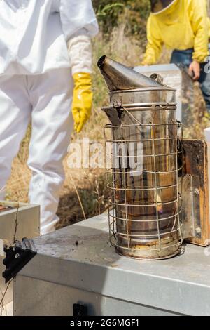 Gros plan d'un fumeur, un outil utilisé dans l'apiculture. Concept moderne d'apiculture. Banque D'Images