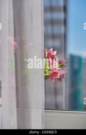 Tulipes roses délicates dans un vase sur le seuil de la fenêtre. Banque D'Images