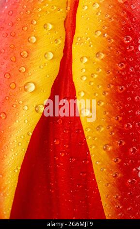 Une vue macro d'un magnifique Tulips orange et jaune frais Banque D'Images