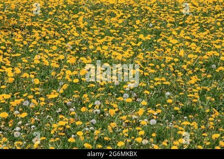 Champ de pissenlits, taraxacum, Banque D'Images