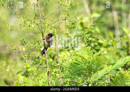 Bulbul commun, Pycnonotus barbatus, perché dans un arbre de Masai Mara, Kenya. Banque D'Images