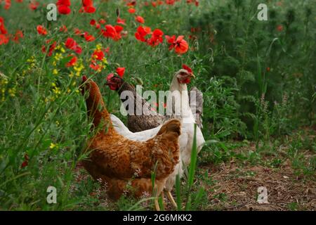 Trois femelles de poulet à côté de Common Poppy Field. Gallus Gallus domesticus et Papaver Rhoeas en campagne. Banque D'Images