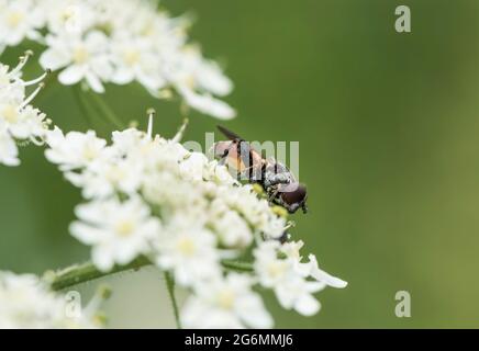 Survol à dents (Tropidia scita) montrant clairement la dent/bride sur le tibia arrière Banque D'Images