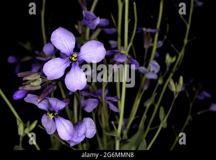 Moricandia arvensis,fleur de maîtresse pourpre,plante de collard, fond noir Banque D'Images