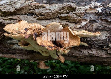 SELLE DE DRYAD, Ceriporus squamosus, champignon Pheasant, dos Pheasant, Polyporus squamosus Banque D'Images