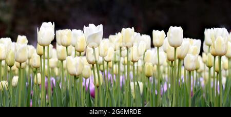 Gros plan des magnifiques Tulips blancs à Bloom au parc botanique d'Araluen, Perth Australie occidentale Banque D'Images