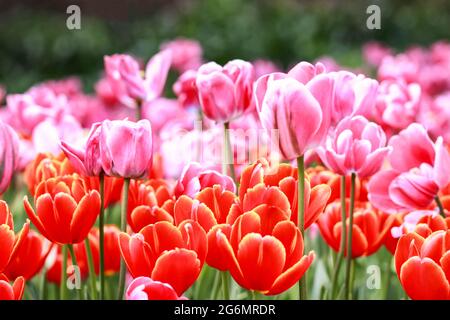 Gros plan de jolis Tulips roses et rouges dans Bloom au parc botanique d'Araluen, Perth Australie occidentale Banque D'Images