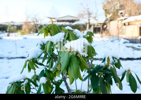 Rhododendron recouvert de neige en hiver pendant la journée Banque D'Images