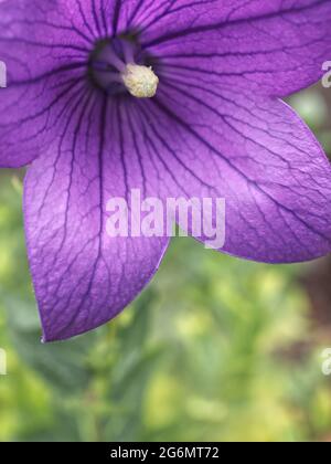 Gros plan de fleur de ballon pourpre - platycodon grandiflorus avec fond flou. Banque D'Images