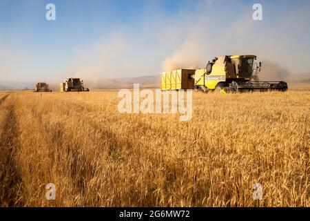 Adiyaman,Turquie - 07-21-2015:moissonneuse-batteuse récolte du blé sur le terrain agricole le jour ensoleillé de l'été. Banque D'Images