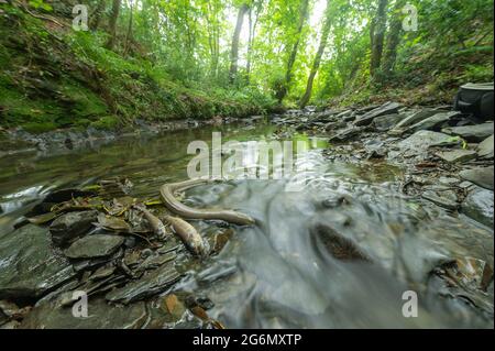 L'anguille européenne et deux truites brunes tuent à cause de la pollution, Newcastle Emlyn Banque D'Images