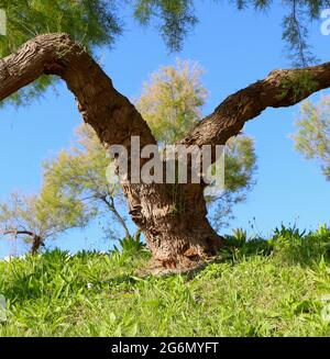 Arbre Tamarisk Tamarix Chinensis Banque D'Images