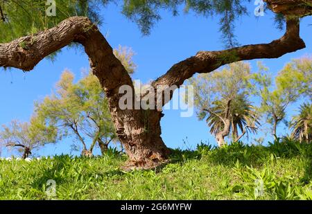 Arbre Tamarisk Tamarix Chinensis Banque D'Images