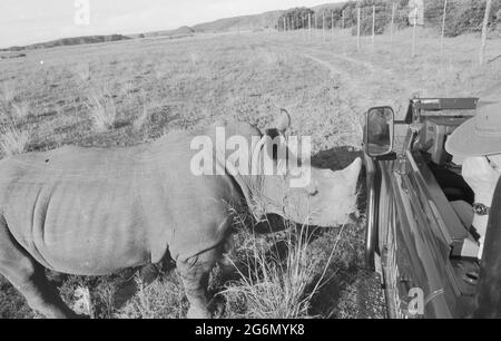 Afrique du Sud: Un rhinocéros se rapprocher du véhicule des Rangers avec le groupe safari à la réserve de gibier Shamwari près de Port Elisabeth dans l'ouest du Cap Prov Banque D'Images