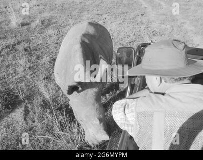 Afrique du Sud: Un rhinocéros se rapprocher du véhicule des Rangers avec le groupe safari à la réserve de gibier Shamwari près de Port Elisabeth dans l'ouest du Cap Prov Banque D'Images