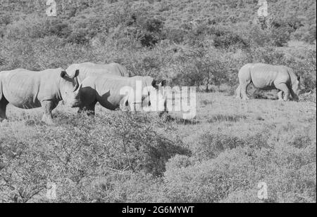 Afrique du Sud : deux rhinocéros buvant dans un trou d'eau de la réserve de Shamwari près de Port Elisabeth dans la province du Cap occidental Banque D'Images