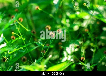 herbe piqueuse dans le jardin, en été Banque D'Images