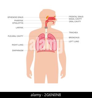 anatomie du système respiratoire humain, illustration du nez médical vectoriel Illustration de Vecteur