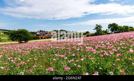 Le village de Grandenborn à Hesse avec les champs de pavot à opium en pleine floraison Banque D'Images