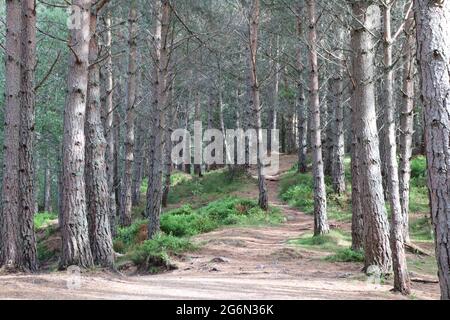 Chemin de forêt à travers la forêt de pins Banque D'Images