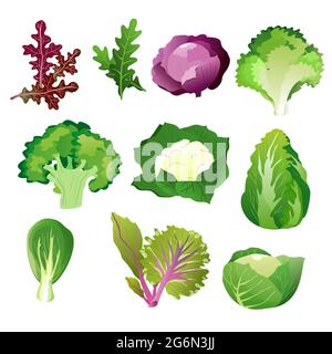 Feuilles de salade vertes. Ensemble de feuilles de nourriture saine végétarienne Vector isolé sur fond blanc. Illustration de Vecteur