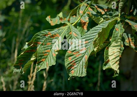 Feuilles d'un châtaigne de cheval endommagées par le mineur foliaire (Cameraria ohridella) dans un parc en Allemagne en été Banque D'Images
