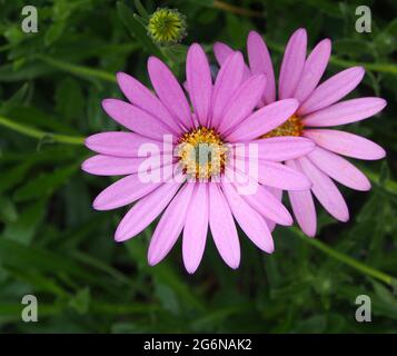 Gros plan de deux Osteospermum fleurissent dans un jardin anglais en juillet. Banque D'Images