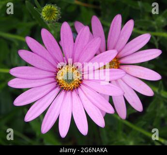 Gros plan de deux Osteospermum fleurissent dans un jardin anglais en juillet. Banque D'Images