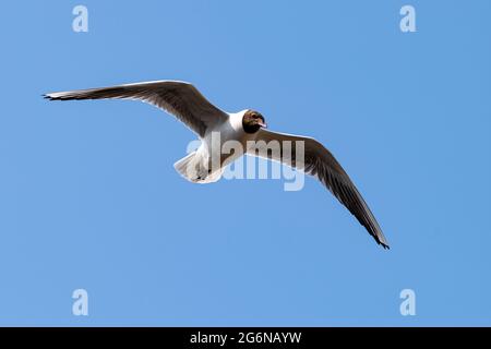 Mouette à tête noire planant dans un ciel bleu clair Banque D'Images