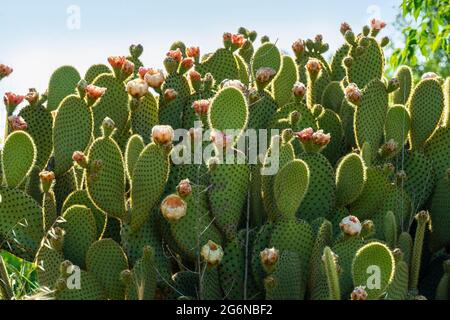 Floraison de poire piqueuse, opuntia ficus indica. Abruzzes, italie, europe Banque D'Images