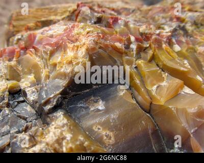 Vue rapprochée des échantillons colorés de bois pétrifié dans le parc national de la forêt pétrifiée, Escalante, Utah, États-Unis Banque D'Images