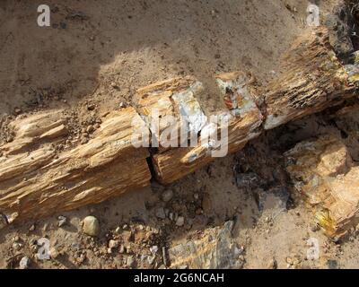 Vue rapprochée des échantillons colorés de bois pétrifié dans le parc national de la forêt pétrifiée, Escalante, Utah, États-Unis Banque D'Images