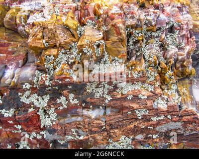 Vue rapprochée des échantillons colorés de bois pétrifié dans le parc national de la forêt pétrifiée, Escalante, Utah, États-Unis Banque D'Images