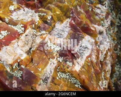 Cristaux de quartz qui se sont développés dans les fissures d'un morceau de bois fossilisé coloré du parc national de la Forêt pétrifiée, Escalante, Utah, États-Unis Banque D'Images