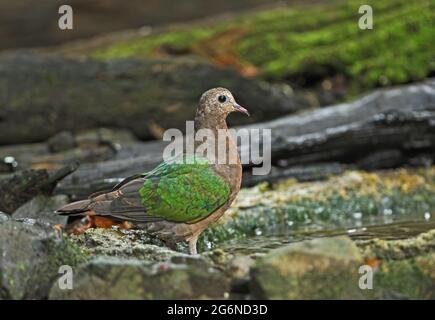 Colombe émeraude à capuchon gris (Chalcophaps indica indica) femelle debout près de la piscine forestière Kaeng Krachan, Thaïlande Novembre Banque D'Images