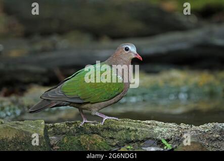 Dove émeraude à capuchon gris (Chalcophaps indica indica) adulte mâle debout près de la piscine forestière Kaeng Krachan, Thaïlande Novembre Banque D'Images