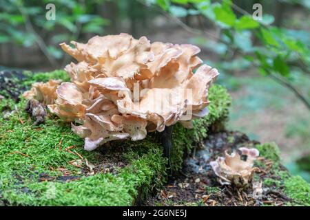 champignon géant sportant sur la souche de l'arbre Banque D'Images