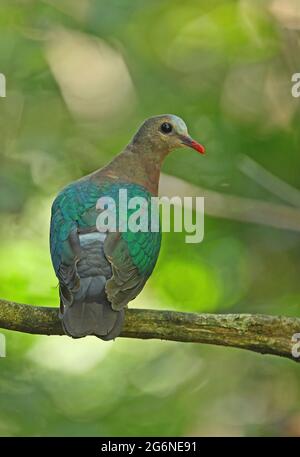 Dove émeraude à capuchon gris (Chalcophaps indica indica) adulte mâle perché sur une branche mince de Kaeng Krachan, Thaïlande Novembre Banque D'Images