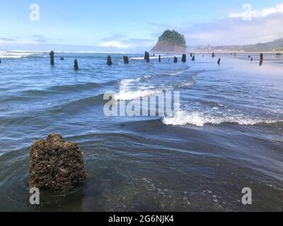 Le long de la côte de l'Oregon : forêt fantôme de Neskowin - vestiges d'anciennes épinettes de sitka courues sous l'eau après un tremblement de terre il y a 2000 ans. Banque D'Images