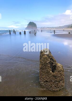 Le long de la côte de l'Oregon : forêt fantôme de Neskowin - vestiges d'anciennes épinettes de sitka courues sous l'eau après un tremblement de terre il y a 2000 ans. Banque D'Images