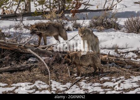 Des loups de trois ans de la Wapiti Lake Pack observant la foule massive de personnes qui les regardent se nourrir sur une carcasse de bison voisine. Banque D'Images