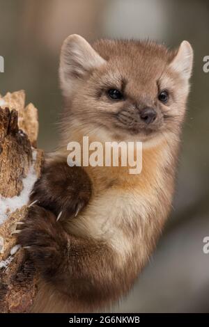 Marten américain arpentage de la forêt depuis une grande souche dans le parc national de Yellowstone. Banque D'Images