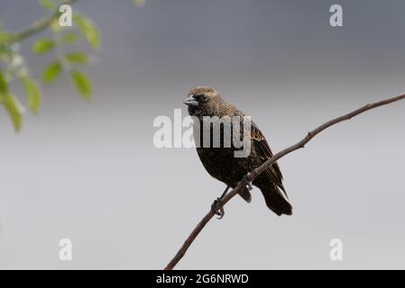 Une femelle à ailées de rouge, le Blackbird, perche sur une branche curving avec un arrière-plan magnifique et propre. Banque D'Images