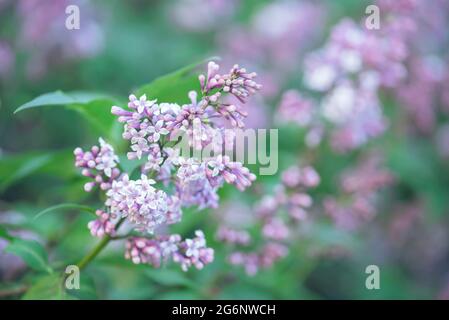 Fleurs d'un lilas avec fond de feuilles vertes avec bokeh clair Banque D'Images